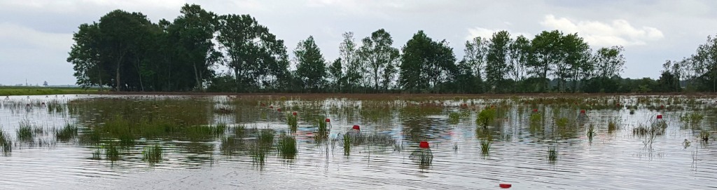 Crawfish traps set across Louisiana bayou farm
