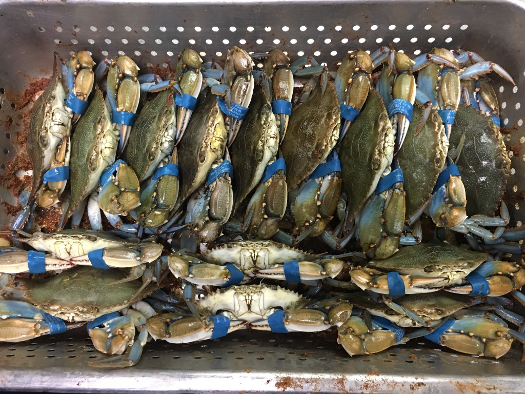 Fresh live blue crabs ready for the boil
